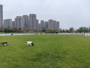 城市草地间的悠闲羊群
