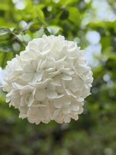 白色绣球花特写