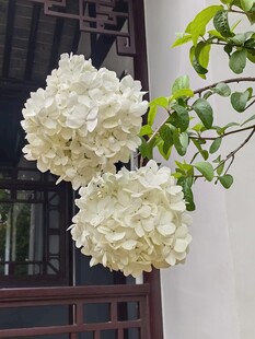 洁白绣球花绽放窗前