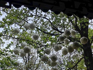 枝头挂着团团白色绒球