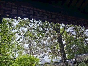 透过屋檐赏葱郁绿树