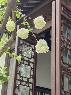 中式窗前绽放的白色绣球花