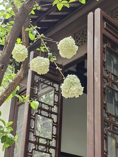 中式窗前绣球花绽放