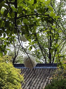 绿荫下的中式屋顶景致