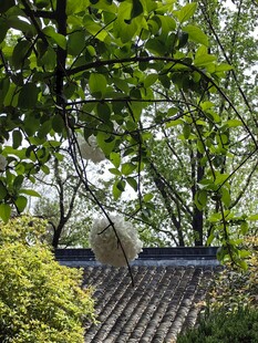 绿荫下的中式屋顶景致