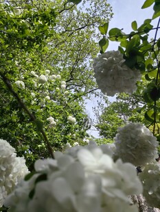 春日繁花绿意盎然景象