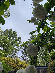 春日繁花绿树景致