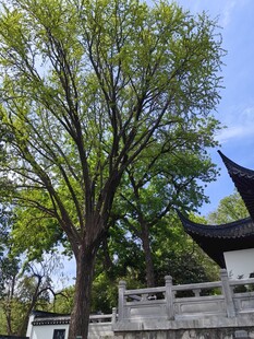 古树下的中式建筑景观