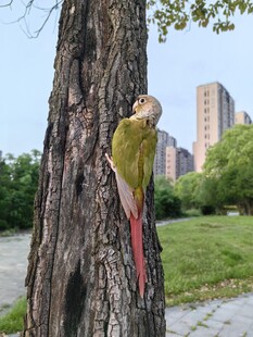树干上栖息的彩色小鸟