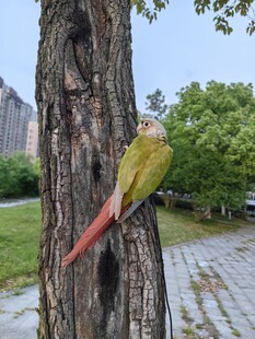 树干上的多彩鹦鹉