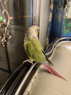 多彩鹦鹉立于金属杆上