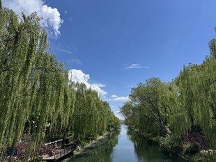 河畔垂柳映蓝天的美景