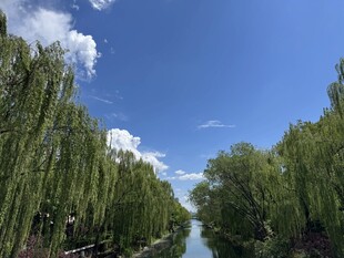 河畔垂柳映蓝天美景