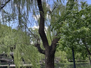 公园垂柳景观
