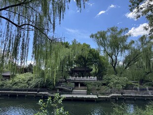 湖畔垂柳下的静谧景致