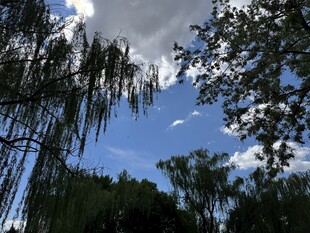 蓝天垂柳下的自然景致