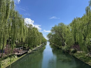 河畔垂柳映碧水美景