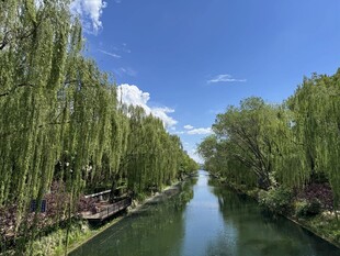 河畔垂柳映碧水美景