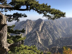 巍峨华山景 苍松伴奇峰