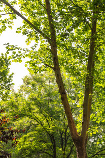 夏日林间绿意盎然