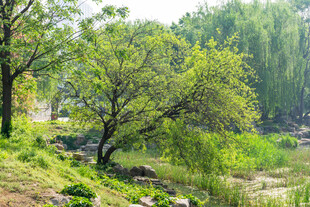 春日河畔绿树风景图