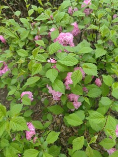 粉色花丛绿意盎然