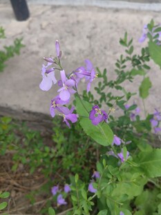 紫色小花绽放于石旁