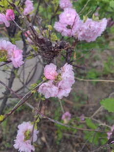 枝头绽放的粉嫩花朵