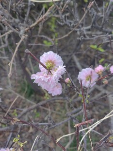 野外绽放的粉嫩花朵