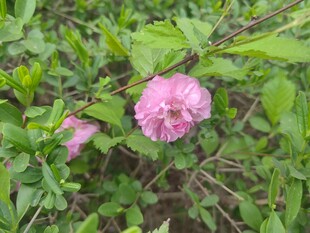 娇艳粉色木槿花
