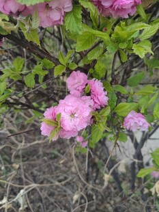 粉色繁花绽放枝头
