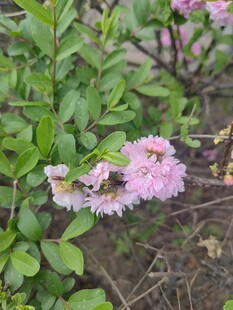 粉色小花绽放绿叶间