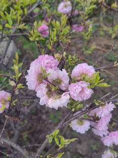 粉嫩桃花绽放枝头