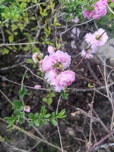 粉色蔷薇绽放于枝叶间