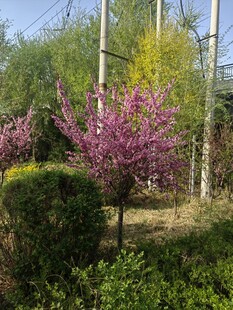 春日烂漫花卉绿植景观
