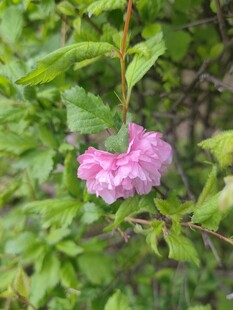 粉色花朵绽放绿叶间