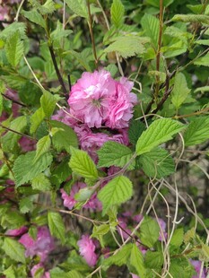 粉色繁花藏于绿叶间
