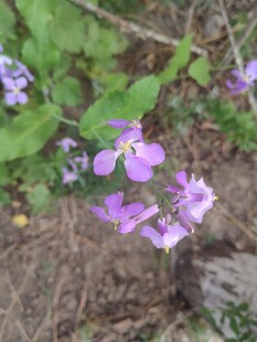 紫色小花绽放于地面