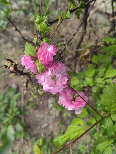 枝头绽放的娇艳粉色花朵