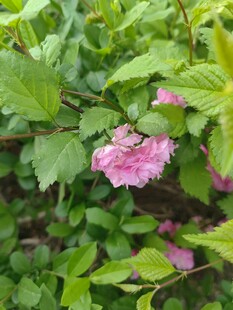 粉色花朵绽放于绿叶间