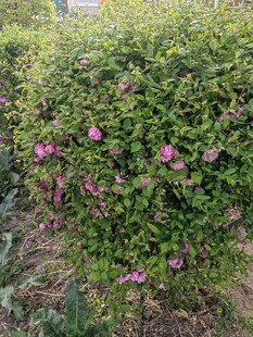 盛开着粉花的繁茂灌木丛