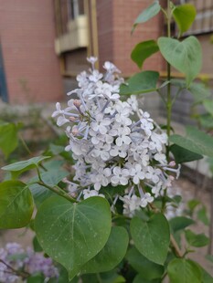 绽放的白色丁香花