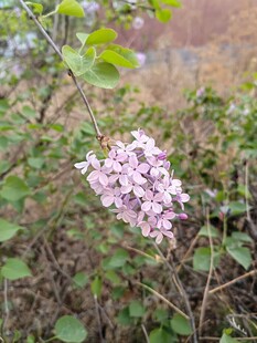 淡紫色花朵绽放于绿叶间