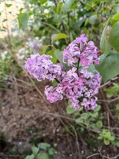 绽放的紫色丁香花