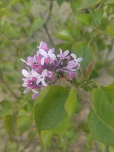 绽放的紫丁香花朵