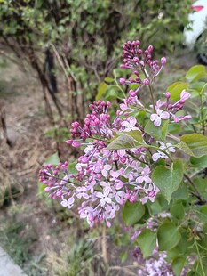 绽放的紫丁香花