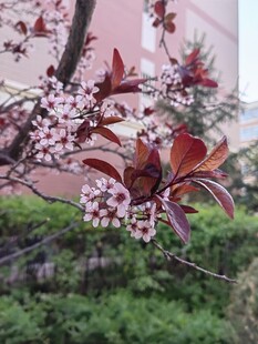 枝头繁花绽放的美丽景致