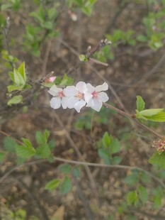 枝头绽放的粉嫩小花