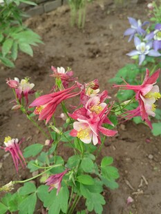 多彩耧斗菜绽放于户外