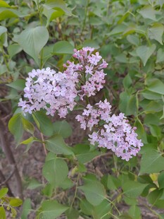 淡紫色丁香花绽放